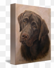 Chocolate Labrador Retriever Portrait By Amy Reges - Chocolate Labrador Retriever Portrait Emoji,Emotion Code Chocolate