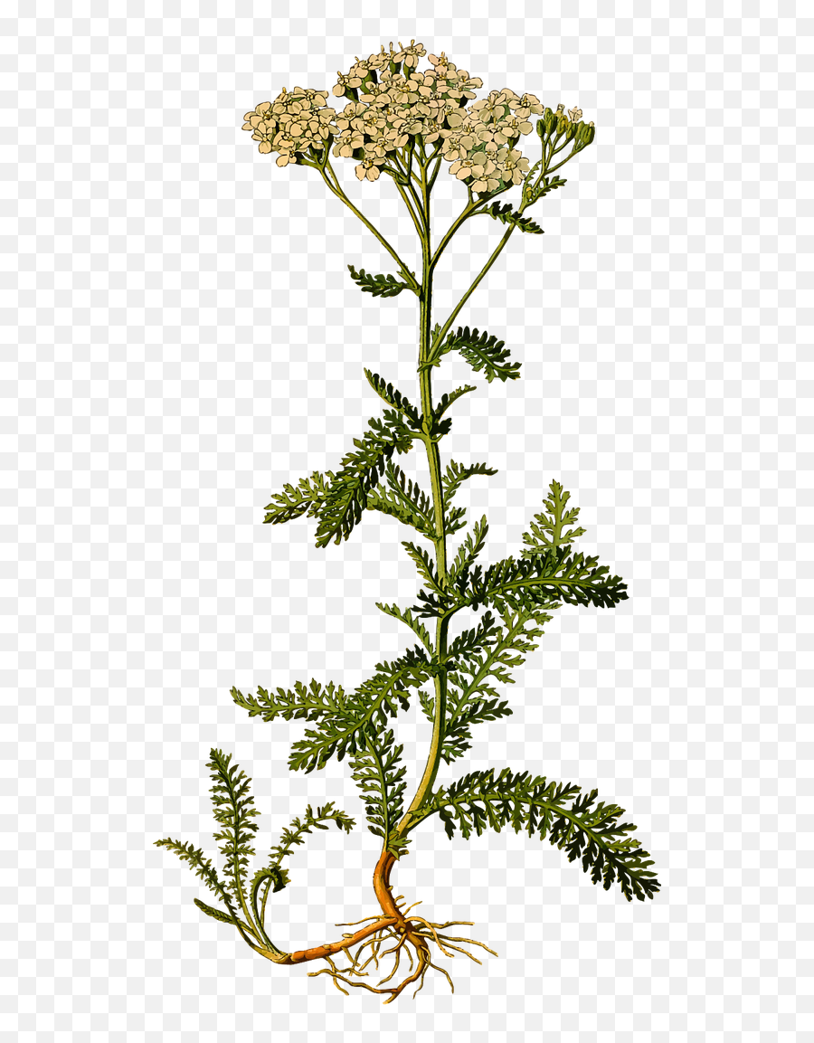 Herbs Archives - Yarrow Herb Emoji,Rage Flower Emoji