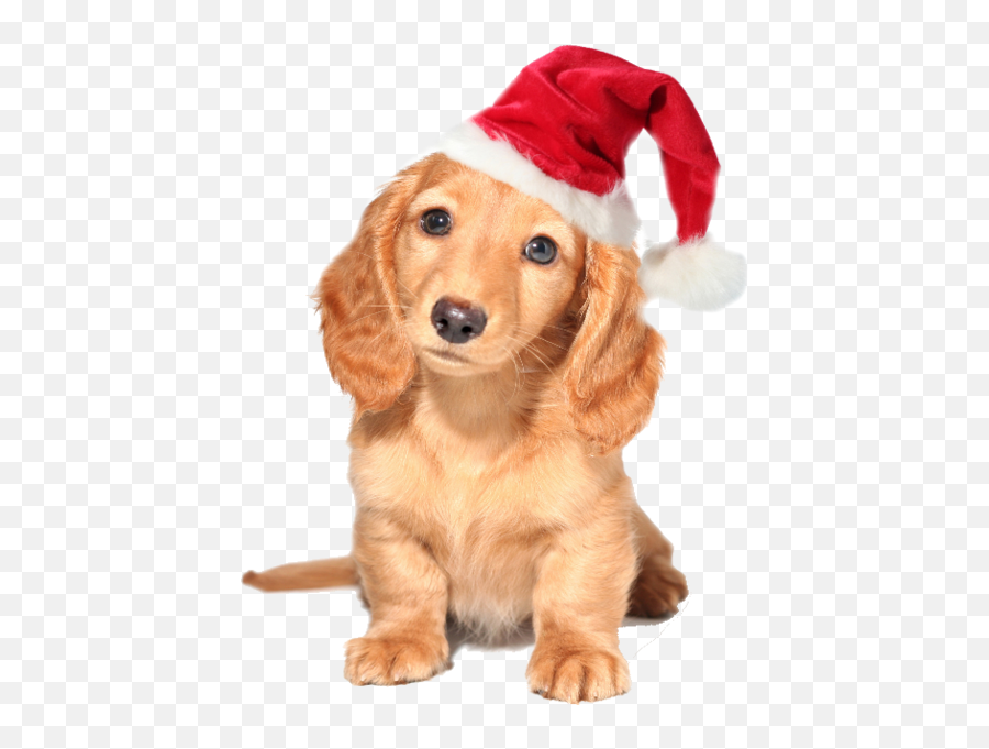 Christmas Dog - St Day Puppy Emoji,Pet Emoji Psd
