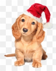 Christmas Dog - St Day Puppy Emoji,Pet Emoji Psd