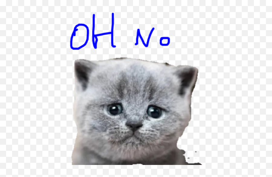 Kitten Expresions By Nyaw - Sticker Maker For Whatsapp Emoji,Kettens?ge Emoji Whatsapp