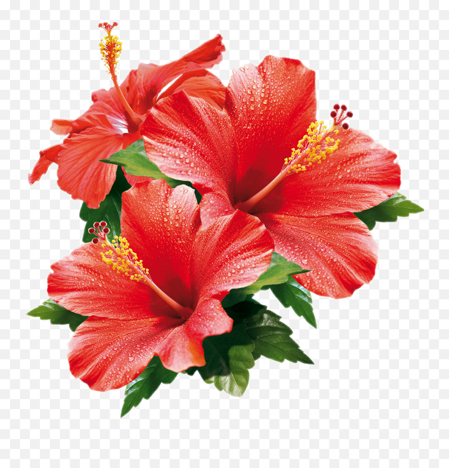 Hibiscus Flowers Sticker - Shoeblackplant Emoji,Hawaiian Emoji App