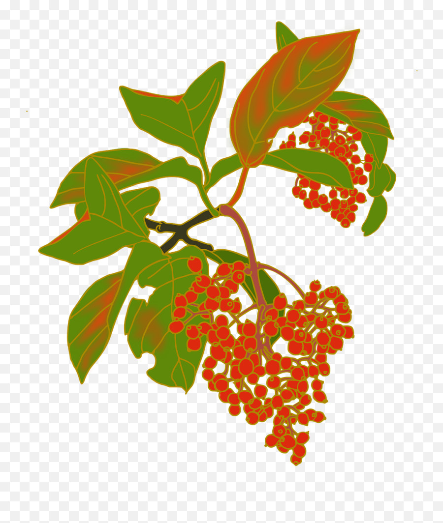 Nuts Red Fruit Viburnum Sweet - Free Image On Pixabay Emoji,Nut Emoji