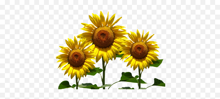 10 Free Sunflower Seeds U0026 Sunflower Illustrations - Pixabay Png Emoji,Sunflower Emoticon