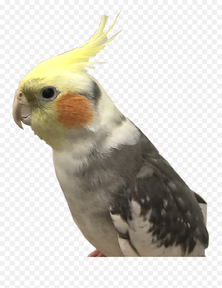 Pikachu Pokemon Cockatiel Bird Sticker - Parrots Emoji,Cockatiel Emoji