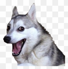 Dog Emojis - Discord Emoji Bad Joke Dog Template,Doge Emoji