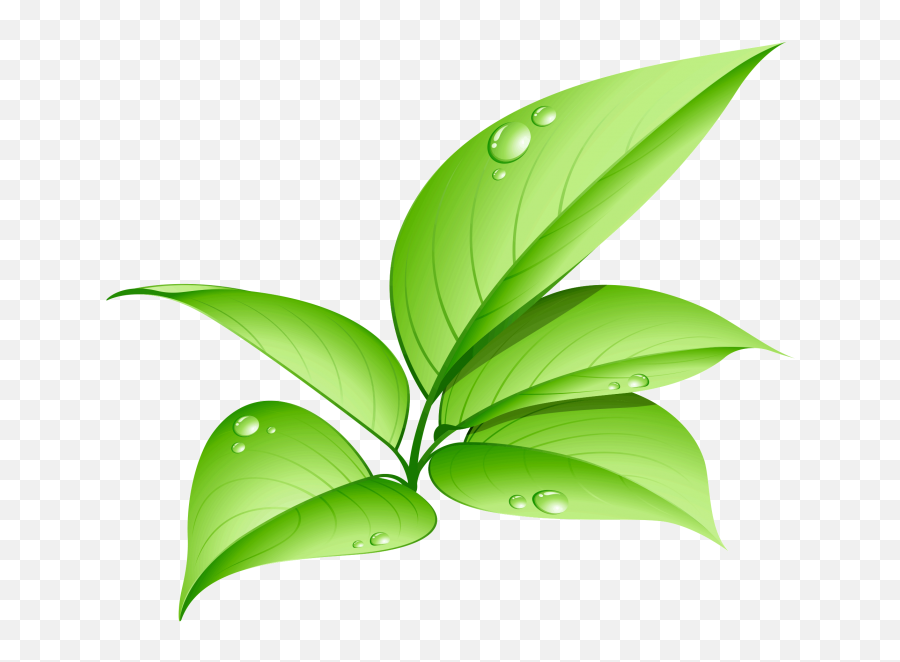 Download Png Leaves Png U0026 Gif Base - Green Leaf Png Hd Emoji,Green Leaf Emoji