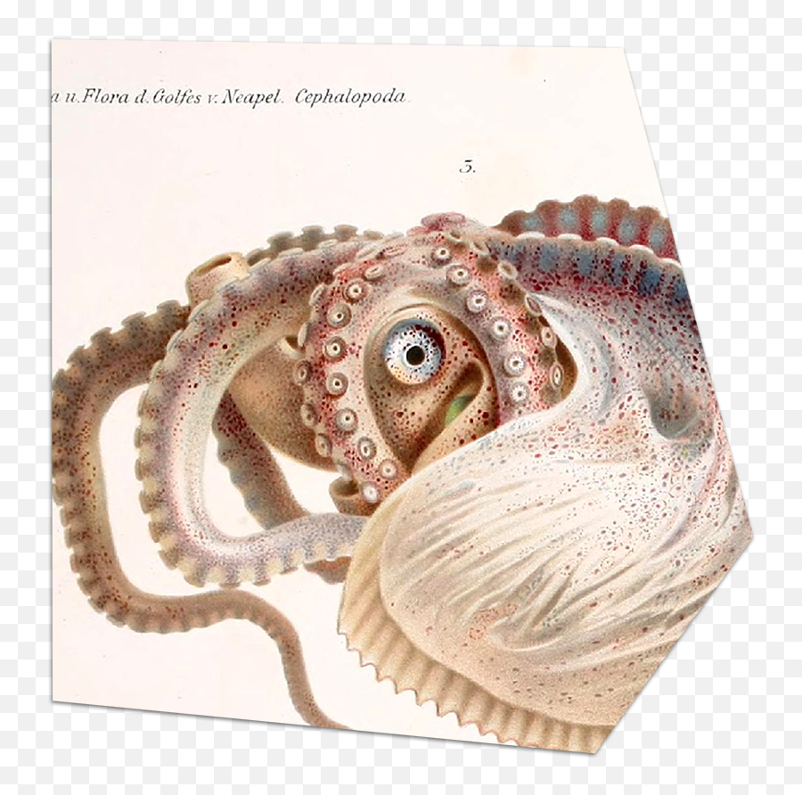 Organizational Structure - Polvo Argonauta Emoji,Octopus Changing Color To Match Emotion