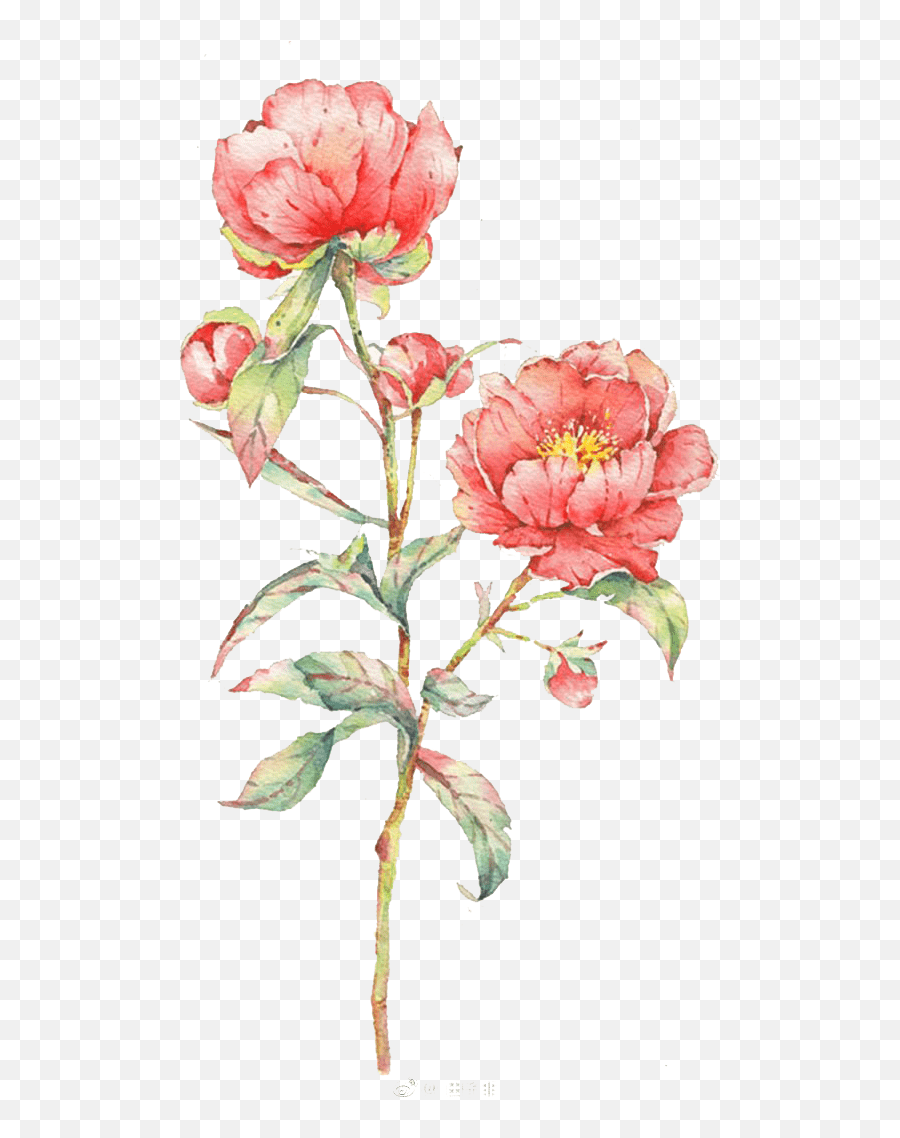 Pink Rose Flower Illustration - Flower Rose Watercolor Emoji,Pink Rose Emoji