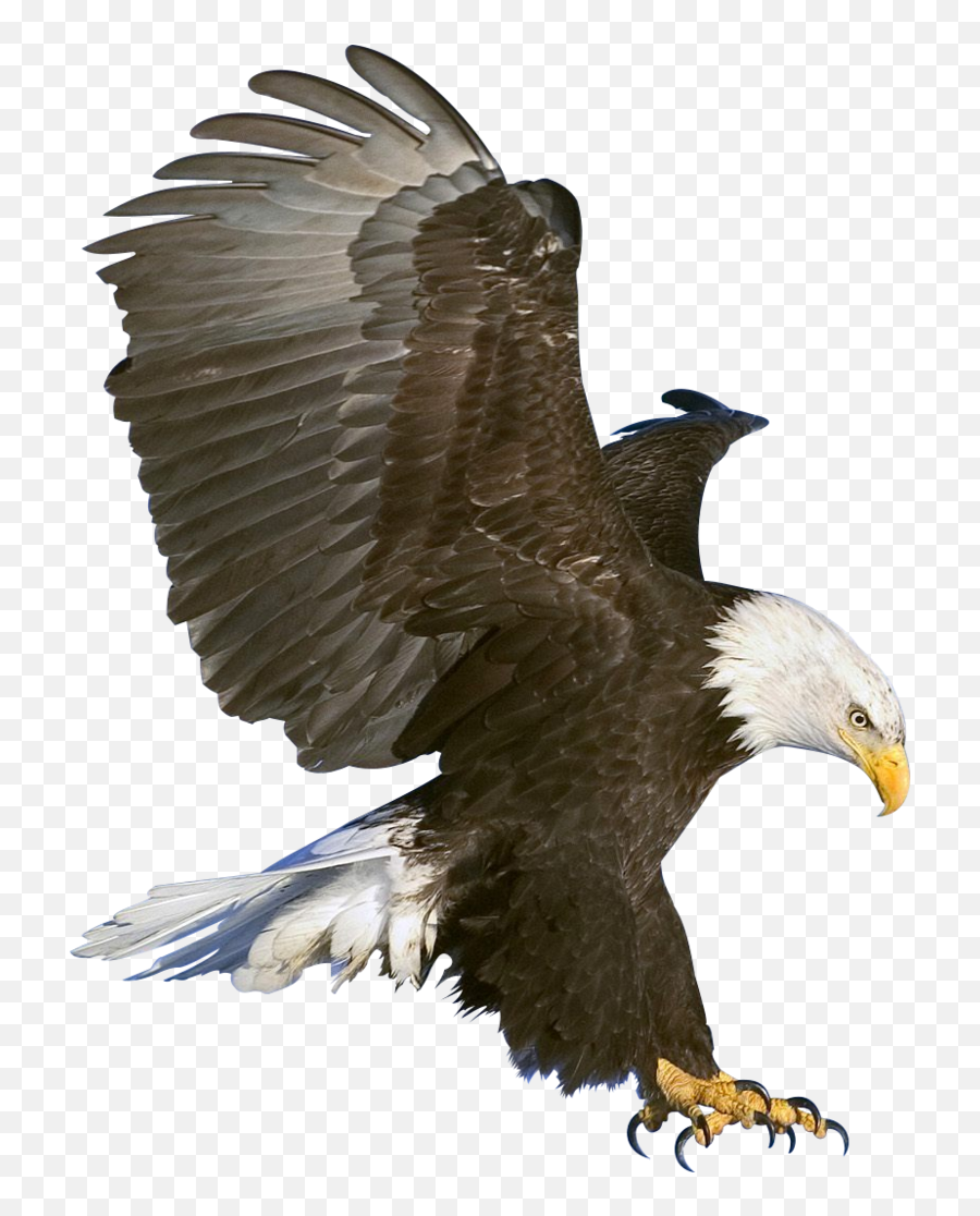 Eagle Png Image Free Download - Clip Art Bald Eagle Emoji,Eagle Emoji