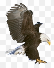 Eagle Png Image Free Download - Clip Art Bald Eagle Emoji,Eagle Emoji