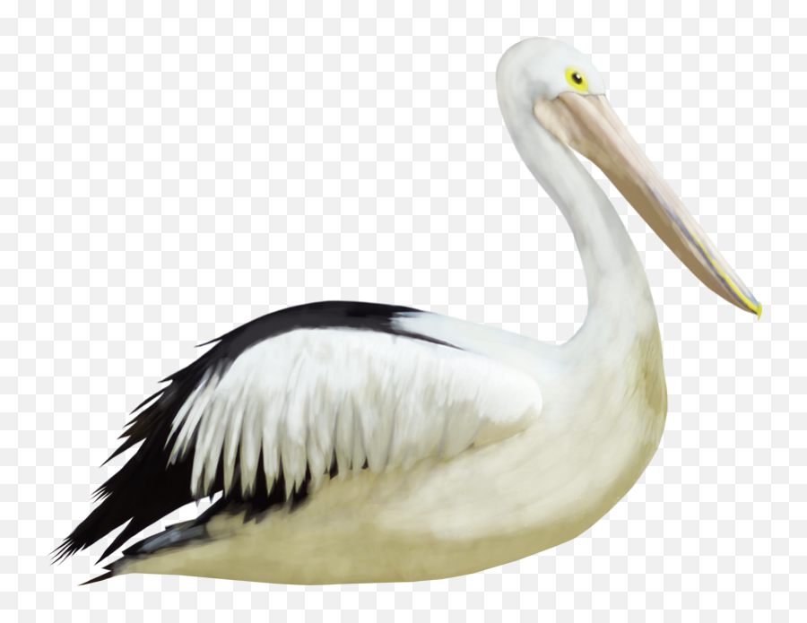 Pelican Crane Bird Heron - Birds Emoji,Pelican Emoji