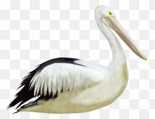 Pelican Crane Bird Heron - Birds Emoji,Pelican Emoji