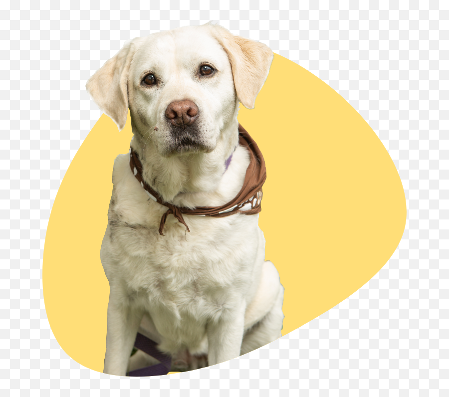 Therapy Dogs Of Johnson County - Martingale Emoji,Happy Birthday Emoticons With Labrador Retriever