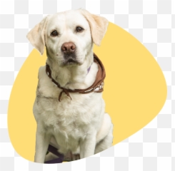 Therapy Dogs Of Johnson County - Martingale Emoji,Happy Birthday Emoticons With Labrador Retriever