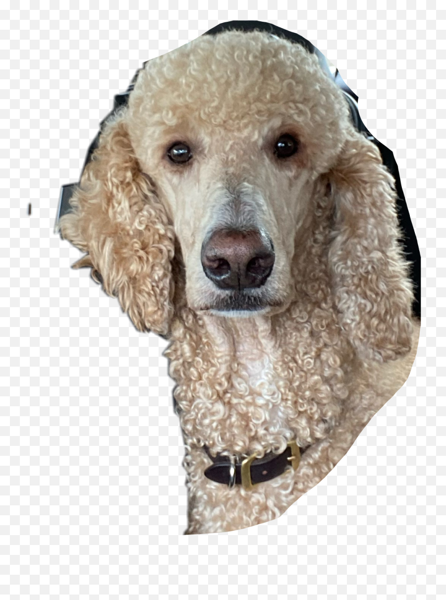 Discover Trending - Curly Emoji,Dog Emojis Poodle