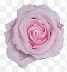 The One Up - Girly Emoji,Rose Stars Lipdls Emoji