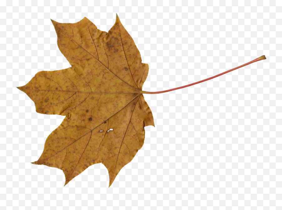 10 Maple Leaves Transparent - Brown Real Leaf Png Emoji,Free Red Maple Leaf Emoji