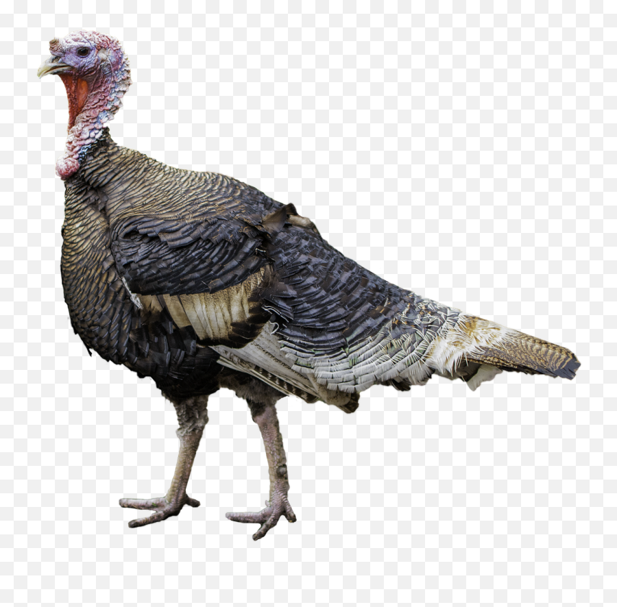 Free Photo Rip Nice Thanksgiving Eco - Turkey Meat Png Emoji,Imagenes Thanksgiving Emotion