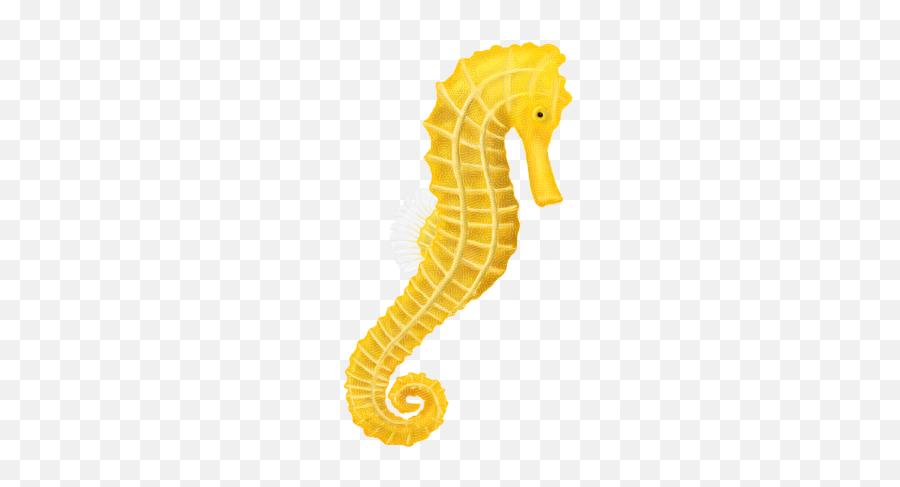 Most Downloads - Free Png Images Starpng Real Sea Horse Png Emoji,Kabah Emoji