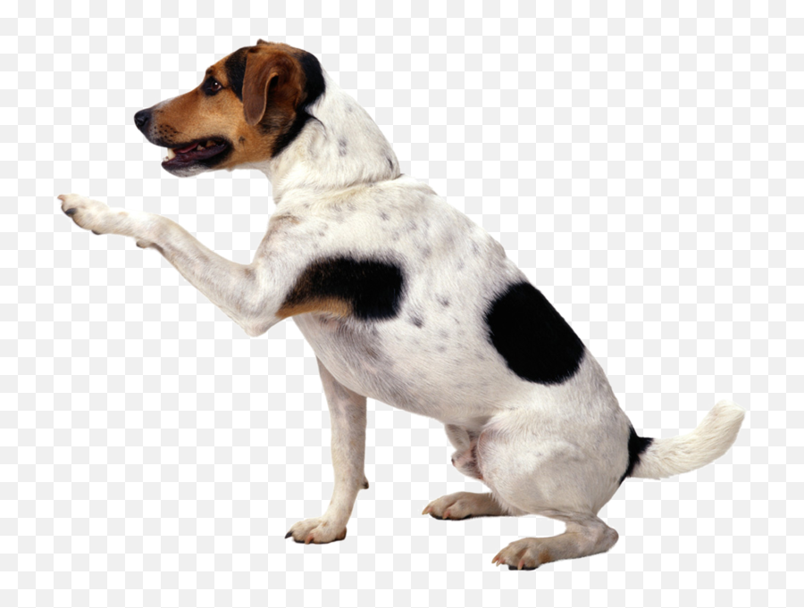 Dog Begging - Picsart Dog Png Hd Emoji,Pet Emoji Psd