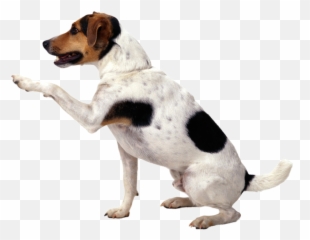 Dog Begging - Picsart Dog Png Hd Emoji,Pet Emoji Psd