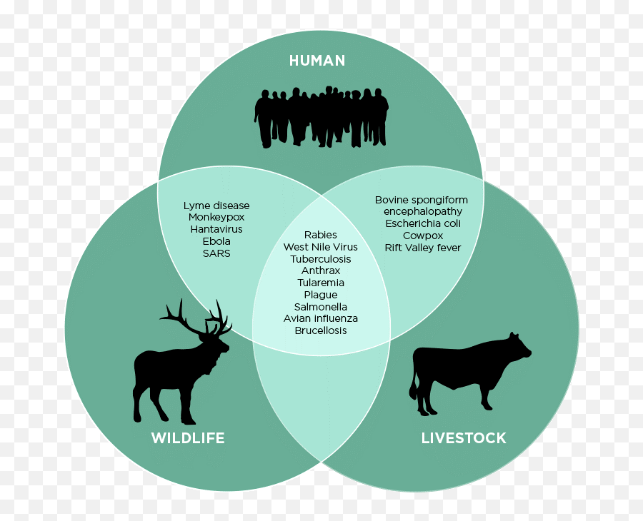 Insights Into Editorial Understanding Zoonotic Diseases Emoji,National Geographic Science -do Animals Have Emotions?