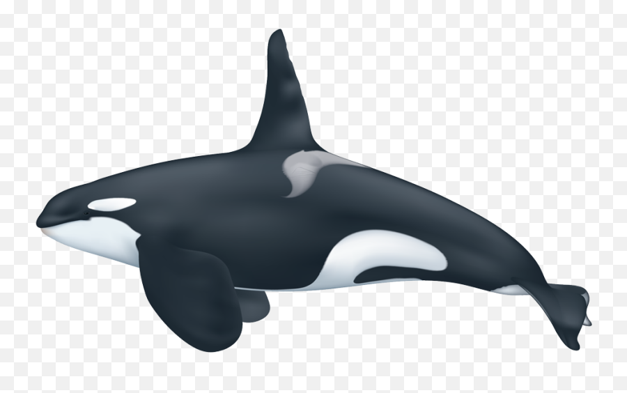 Killer Whale Png Transparent Hd Photo Png Svg Clip Art For Emoji,High Res Apricot Emoji