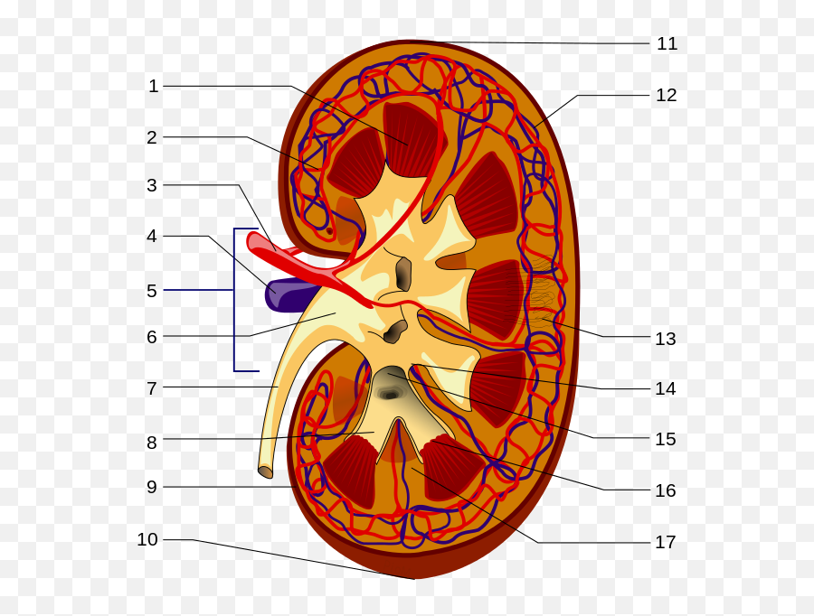 Kidney - Parts Of The Kidney Emoji,Kidney Emotion