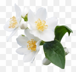 Jasmine Flower Png Jasmine Flower Png Transparent Free For - Jasmine Flower Png Emoji,Boquet Emoji