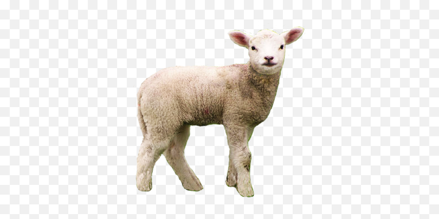 Animal Clip Art - Merino Emoji,Hippo Birdie Two Ewes Emoji Animal Clip Art - Merino Emoji,Hippo Birdie Two Ewes Emoji