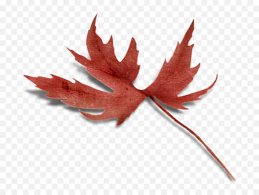 Autumnleaf Autumn Leaf Sticker By Filophotography - Lovely Emoji,Deciduous Tree Emoji