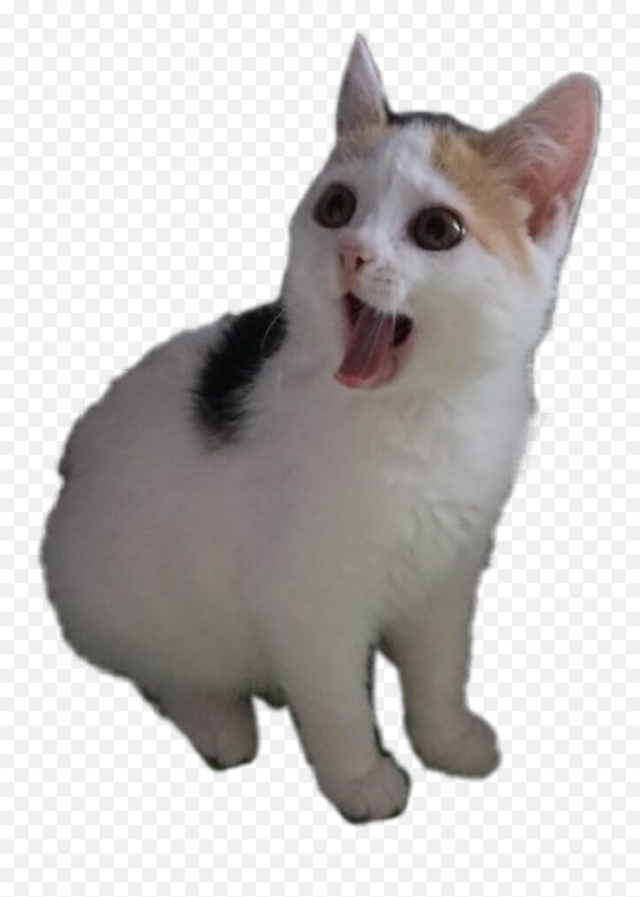 Kitten Cat Meme Happy Funny Sticker By Kyle - Soft Emoji,Free Kitten Emojis Anime