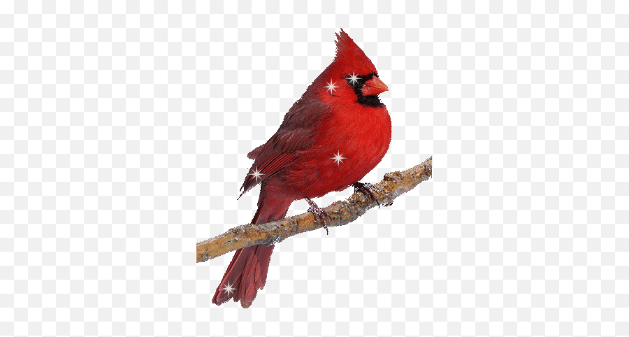 Top Stickers For Android Ios - Animated Cardinal Bird Gif Emoji,Cardinals Animated Emoji