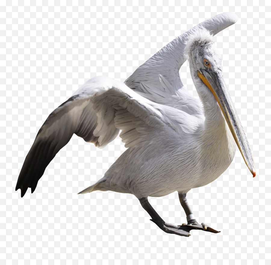 Pelican Clipart Sea Bird Pelican Sea - Pelican Png Emoji,Pelican Emoji