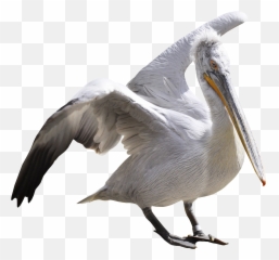 Pelican Clipart Sea Bird Pelican Sea - Pelican Png Emoji,Pelican Emoji