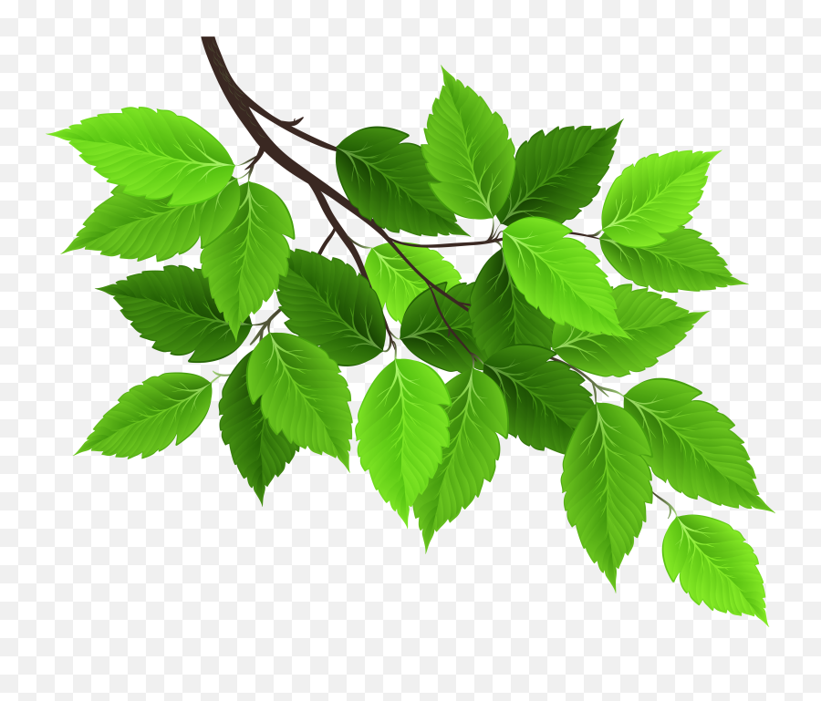 Green Leaves Leaf Branch Hd Image - Leaves Of A Tree Clipart Emoji,Green Leaf Emoticon