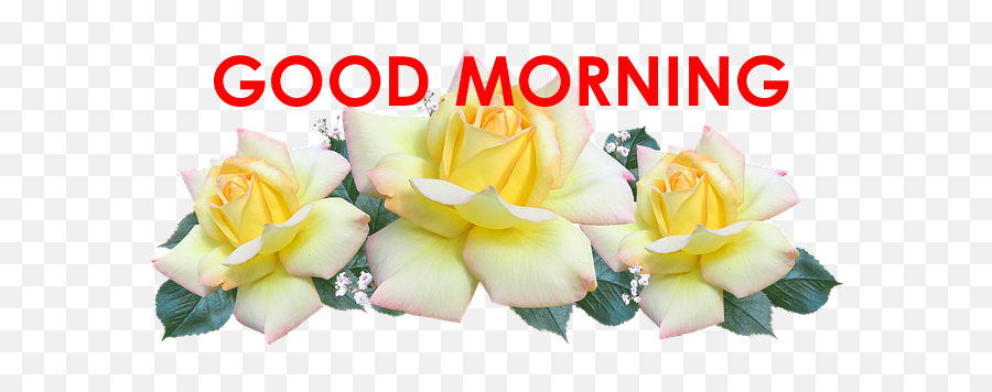 Top 70 Good Morning Images Greetings - Drive Flowers Png Emoji,Goodmorning Sister Emoticon