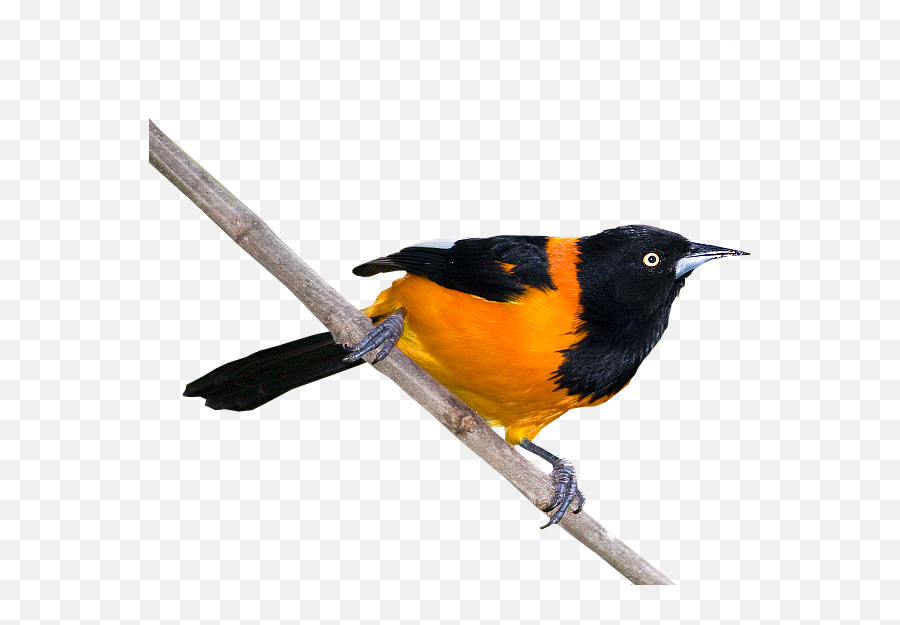 Turpial - Turpial Ave Nacional Png Emoji,Oriole Emoji