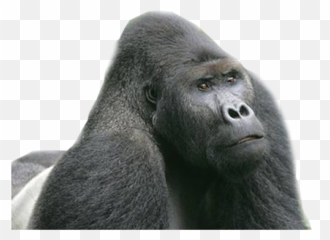 Gorilla Png Free Download Emoji,Where Is The Gorilla Emoji
