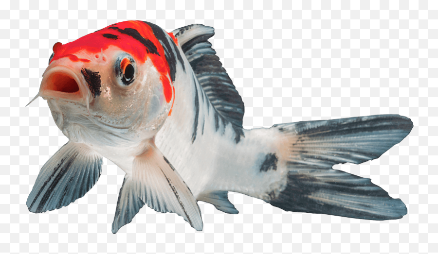Popular And Trending Koi Stickers - Aquarium Fish Emoji,Fosh Feather Emotions