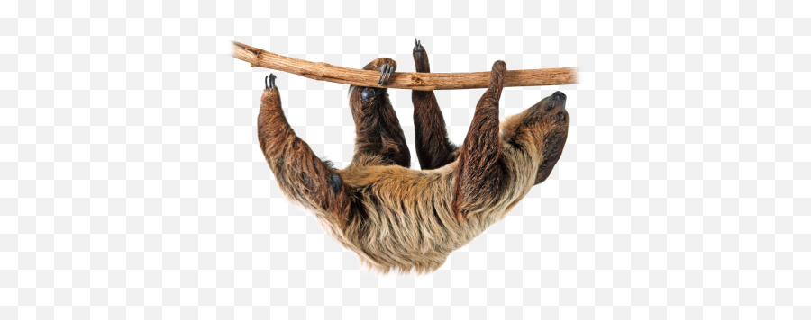 Sloth Sloths Lazy Png Images 2png Snipstock Emoji,Emotions Tied To Sloth