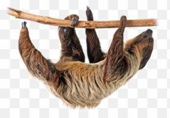 Sloth Sloths Lazy Png Images 2png Snipstock Emoji,Emotions Tied To Sloth