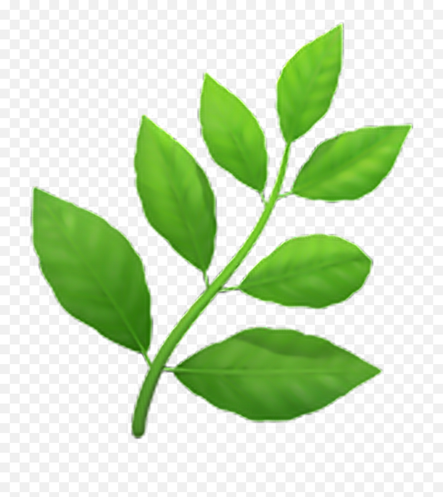 Iphone Herb Emoji Transparent Png Image - Herb Emoji,Leaf Emoji
