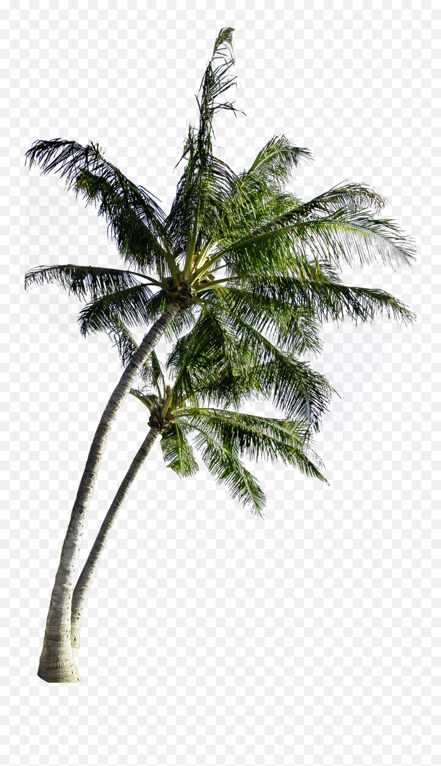 Download Coconut Computer Tree File - Background Coconut Tree Png Emoji,Palm Tree Emoticon