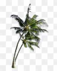 Download Coconut Computer Tree File - Background Coconut Tree Png Emoji,Palm Tree Emoticon