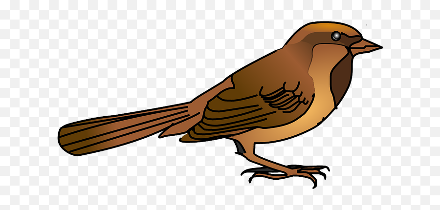 Sparrow Bird Nature Free Picture - Gorrion Png Transparent Falconiformes Emoji,Sparrow Emoji