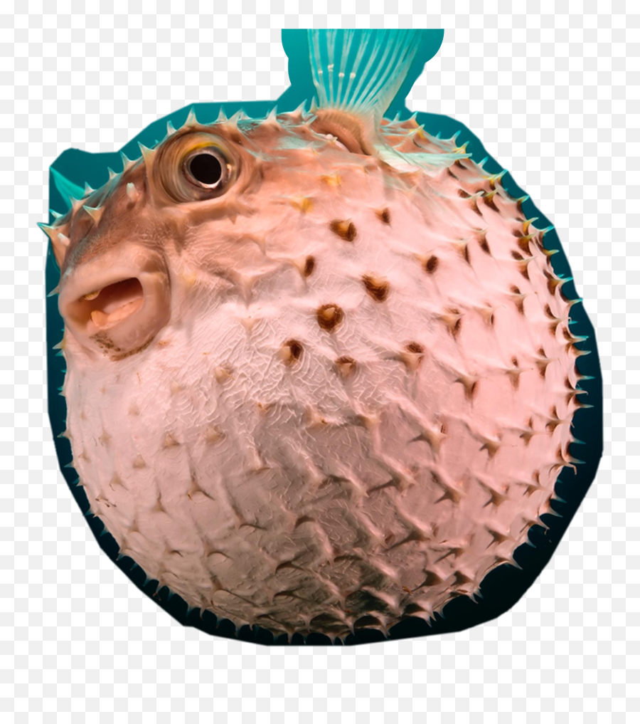 Pufferfish Sticker - Bali Fish Emoji,Pufferfish Emoji