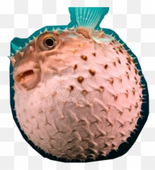 Pufferfish Sticker - Bali Fish Emoji,Pufferfish Emoji