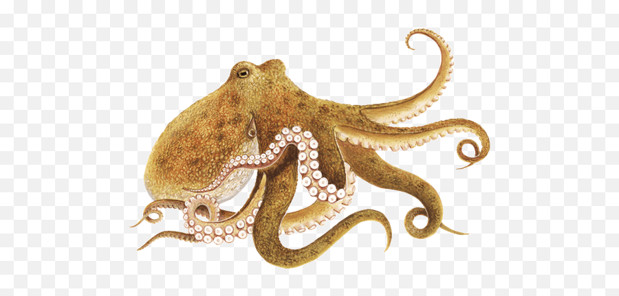 Octopus Png Transparent Free Images - Octopus Png Emoji,Octopus Changing Color To Match Emotion